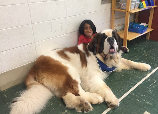 Therapy dogs 