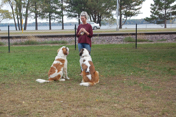 Dog Obedience for Families - Summer 2023